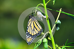 Monarch Butterfly Metamorphosis