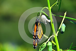 Monarch Butterfly Metamorphosis