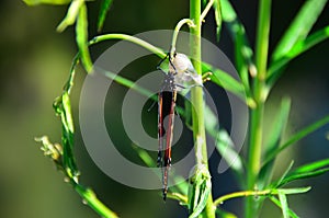 Monarch Butterfly Metamorphosis