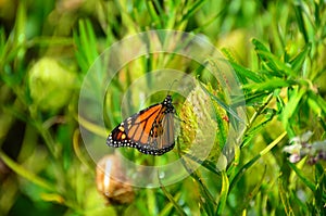 Monarch Butterfly Metamorphosis