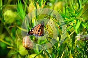 Monarch Butterfly Metamorphosis