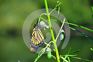 Monarch Butterfly Metamorphosis