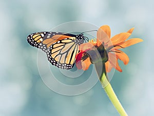 Monarch butterfly on Mexican sunflower