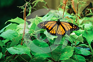 Monarch Butterfly in Michoacan Mexico mexican monarca photo