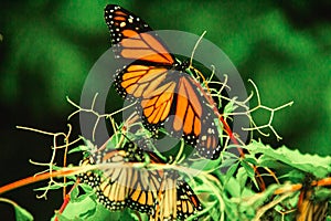 Monarch Butterfly in Michoacan Mexico mexican monarca photo