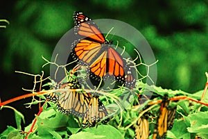 Monarch Butterfly in Michoacan Mexico mexican monarca photo