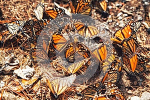 Monarch Butterfly Migration