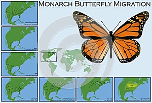 Monarch Butterfly Migration photo