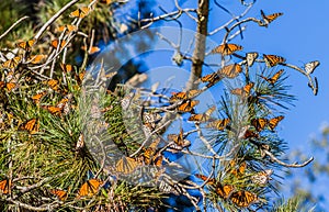 Monarch Butterfly Migration photo