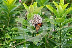 Monarch Butterfly On Milkweed