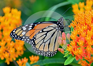 Monarch butterfly on milkweed