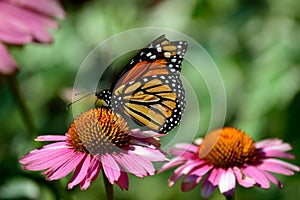 Monarch Butterfly, Milkweed, Common Tiger, Wanderer, Black Veined Brown on coneflower