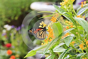 Monarch Butterfly on Milkweed