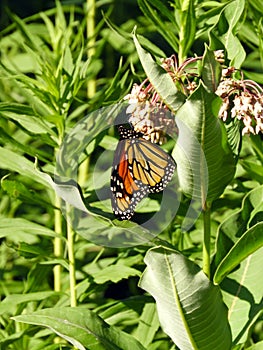 Monarch butterfly on milkweed flower at Cayuga Lake