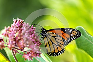 Monarch Butterfly on Milkweed Flower