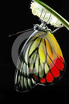 Monarch Butterfly