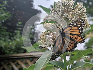 A monarch butterfly on a milkweed plant