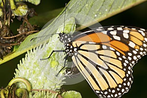 Monarch butterfly on milkweed seed pod in New Hampshire.