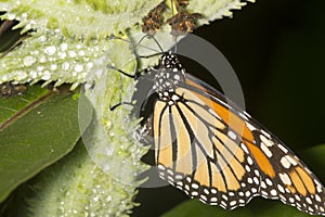 Monarch butterfly on milkweed seed pod in New Hampshire.