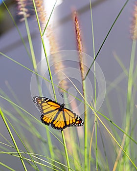 Monarch butterfly moments after emerging from chrysalis