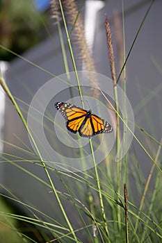 Monarch butterfly moments after emerging from chrysalis