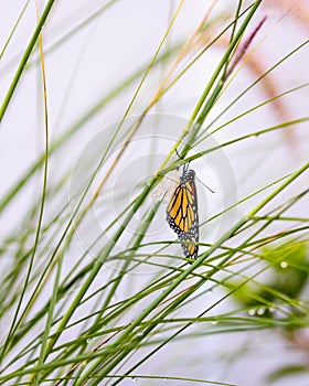 Monarch butterfly moments after emerging from chrysalis