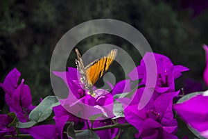 Monarch Butterfly photo