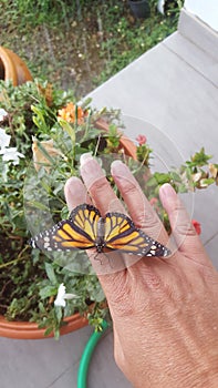 Monarch Butterfly photo