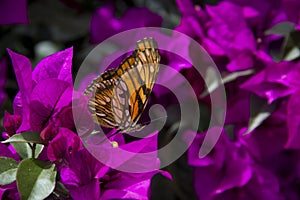 Monarch Butterfly photo