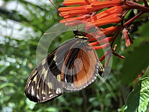 The monarch butterfly, Monarchfalter Schmetterling or Danaus plexippus Flower Island Mainau on the Lake Constance