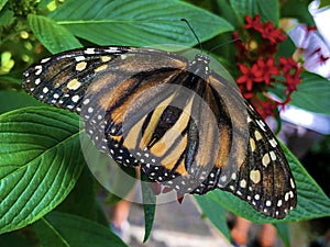 The monarch butterfly, Monarchfalter Schmetterling or Danaus plexippus Flower Island Mainau on the Lake Constance