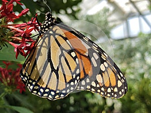 The monarch butterfly, Monarchfalter Schmetterling or Danaus plexippus Flower Island Mainau on the Lake Constance