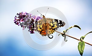 Monarch Butterfly Moorpark California Purple flower open spread wings