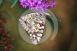 Monarch Butterfly Moorpark California Purple flower open spread wings