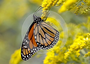 Monarch Butterfly Nectaring on Canada Goldenrod