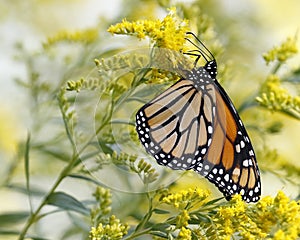 Monarch Butterfly Nectaring on Canada Goldenrod