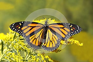 Monarch Butterfly Nectaring on Canada Goldenrod