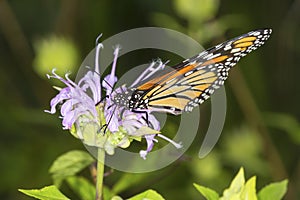 Monarch butterfly nectaring on lavender bee balm flower, Connect