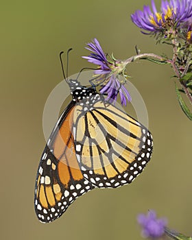 Monarch butterfly nectaring on a New England Aster in autumn - Ontario, Canada photo