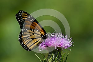 Monarch Butterfly Nectaring on Thistle