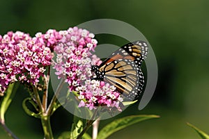 Monarch Butterfly Nectars on Milkweed  601454