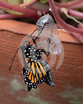 Monarch Butterfly Newly Emerged from Chrysalis