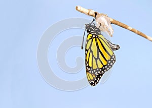 Monarch butterfly newly emerged hanging from chrysalis