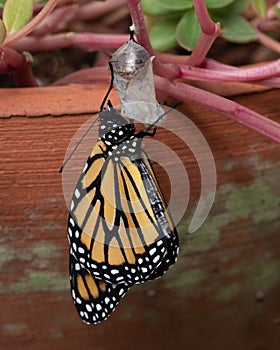 Monarch Butterfly Newly Emerged Straightening its Wings