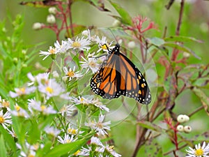 Monarch Butterfly during NYS September migration