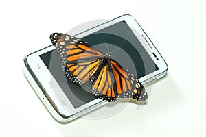 Monarch Butterfly with open wing on the mobile phone, ecological