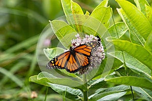 Monarch Butterfly With Open Wings On Milkweed Flower