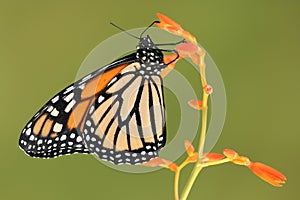 Monarch butterfly on orange flower