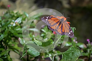 Monarch Butterfly on orange flower