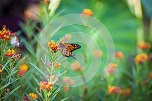 Monarch butterfly on orange flower cluster against bright green bokeh elephant ear and flower garden - room for copy